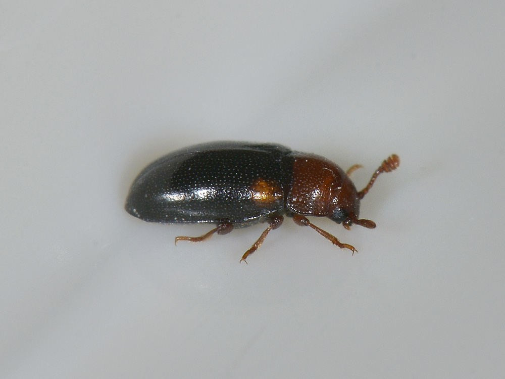 Dacne bipustulata, Erotylidae